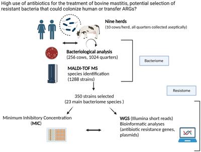 Elucidation of the Bovine Intramammary Bacteriome and Resistome from healthy cows of Swiss dairy farms in the Canton Tessin